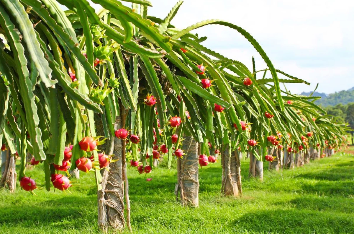 Pitaya