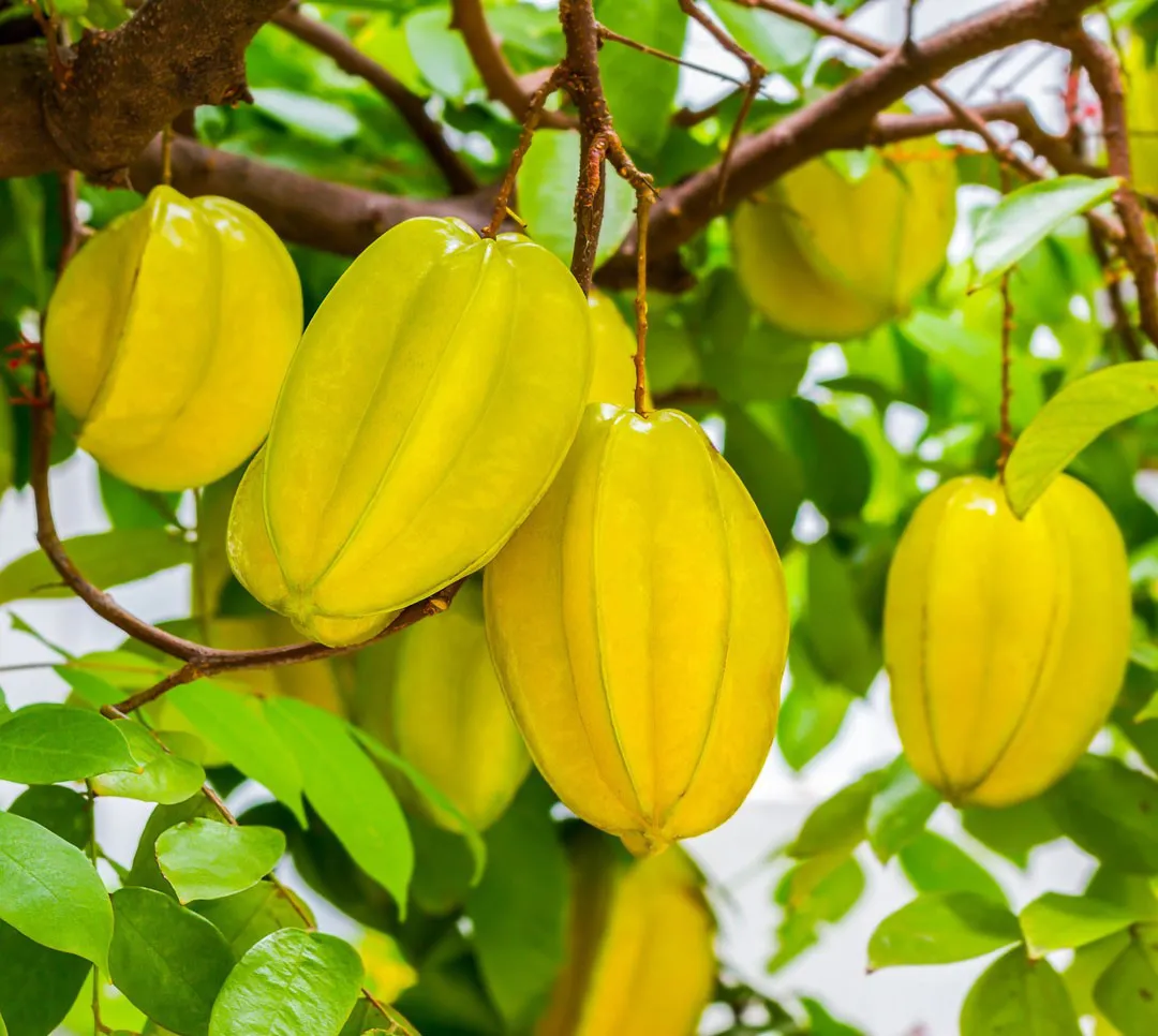 Carambola