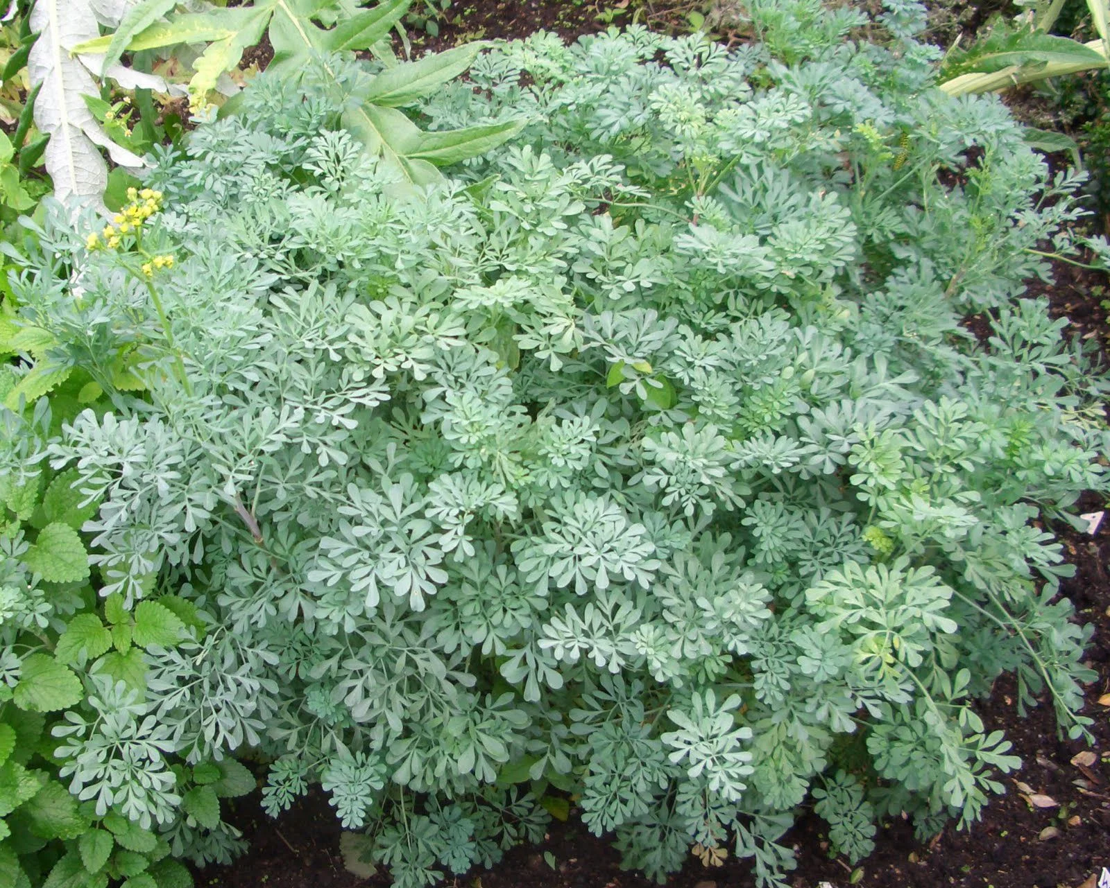 Arruda